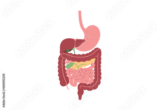 Anatomical illustration stomach liver intestines gallbladder pancreas