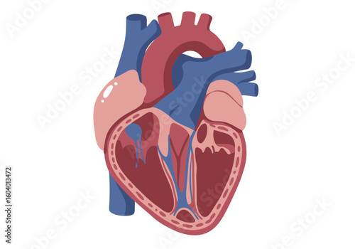 Cartoonstyle heart diagram with internal structures