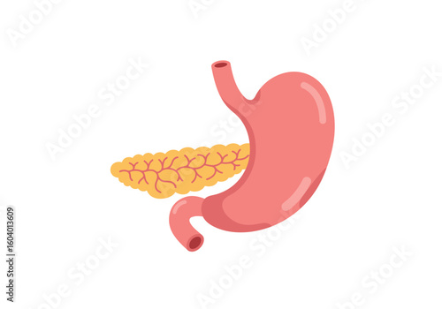 Depiction of the human stomach  pancreas showing their relative location and structure