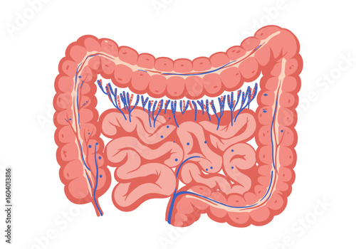 Diagram of intestines with visible blood vessels and detailed intestinal structures