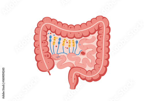 Illustration of an intestinal tract with blue and yellow elements inside