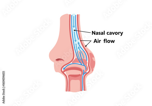 Nasal cavity schematic airflow path through the nose
