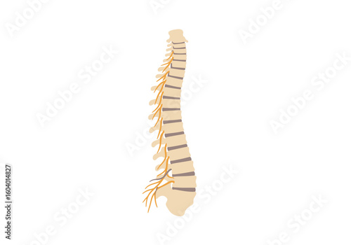 Side view of a spinal column with nerves in cream beige and tan colors against a plain white background