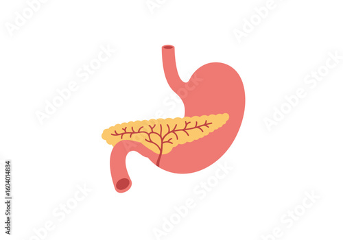 Stomach and pancreas illustration anatomical diagram