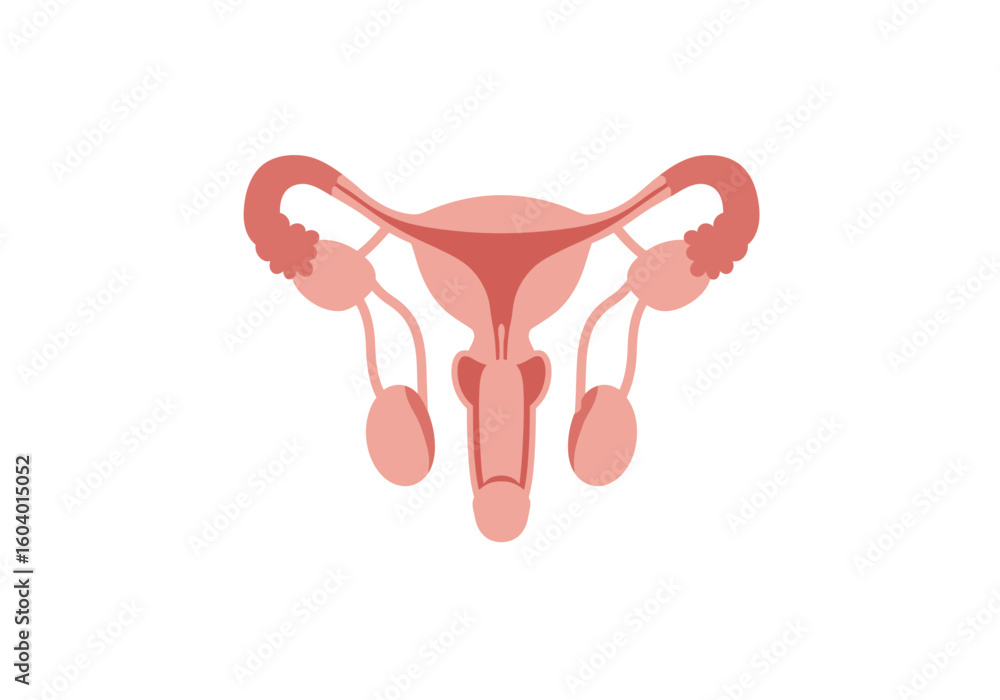 Uterus and reproductive system illustration showing ovaries fallopian tubes vagina and cervix in light red on a white background Uterus and reproductive system illustration showing ovaries fallopian tubes vagina and cervix in light red on a white background