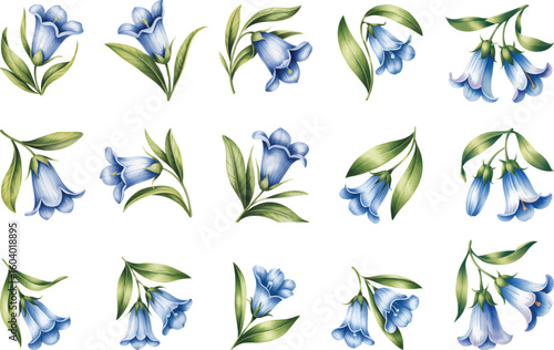 Watercolor illustration collection of bluebell flowers. Hand-painted bellflower floral illustration.