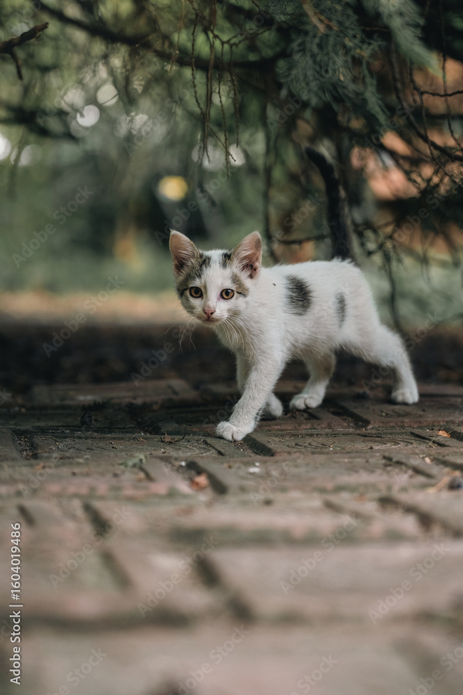 Fototapeta premium Kitten walking under a tree 
