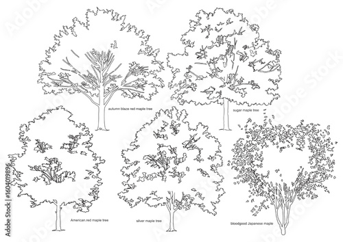 landscape architecture plans and design elevations, allowing for quick and standardized representation of different tree types like maples and oaks in a technical drawing environment.