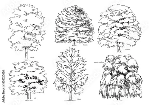 standard graphic symbols or drafting templates used in architectural rendering, landscape design, and technical drawing to represent foliage mass and canopy shape without specifying botanical detail.