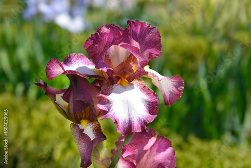 Fototapeta Tall bearded iris flower - Latin name - Iris Crinoline