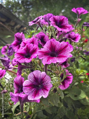 A cluster of vibrant purple petunias in full bloom stands out against a soft, natural garden background, capturing the beauty of summer flowers.