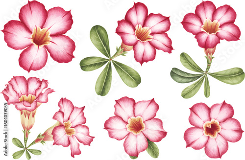 Tableau sur toile Watercolor illustration of desert rose flowers with petals vector illustrations