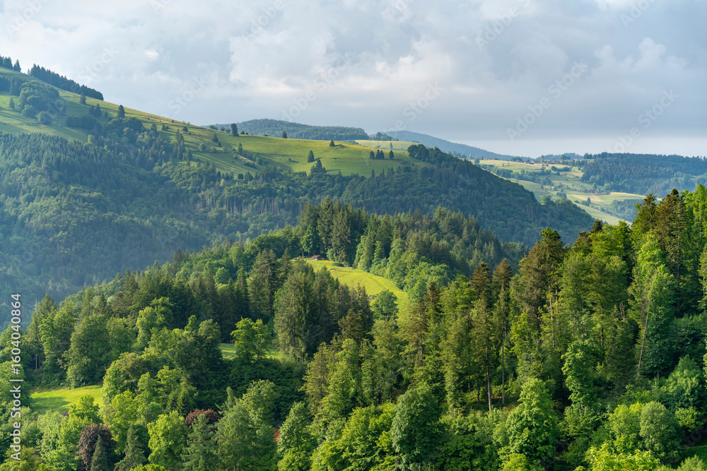 Obraz premium Around Schoenau in the Black Forest