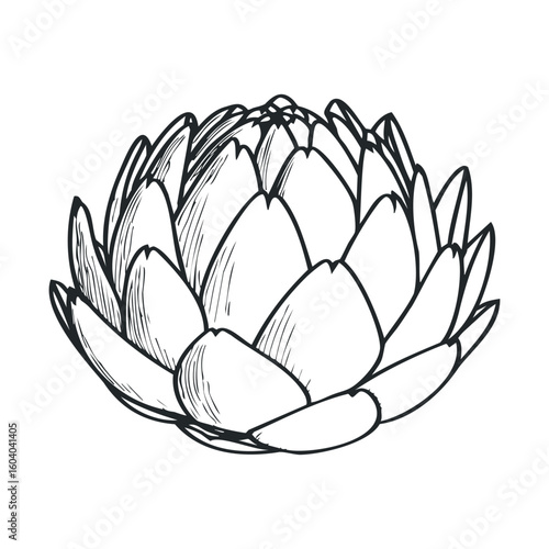 Detailed black and white artichoke line drawing illustration