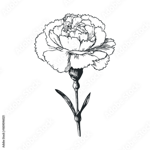 Intricate black and white carnation sketch with detailed petals and stem