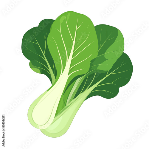 Fresh Bok Choy Illustration On White Background