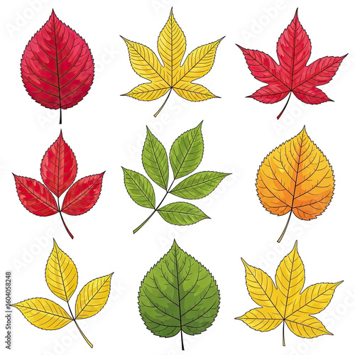 set of autumn leaves
