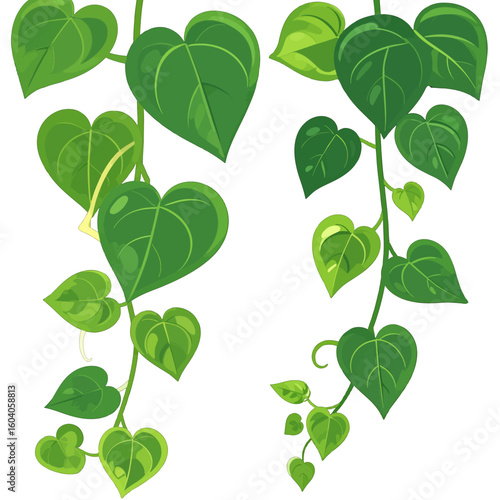 Cartoon illustration of two climbing green vines with glossy, heart-shaped leaves and tendrils.