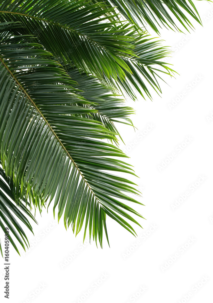 Naklejka premium Close-up of vibrant green palm fronds