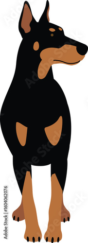 Doberman guard dog. Vector illustration.eps
