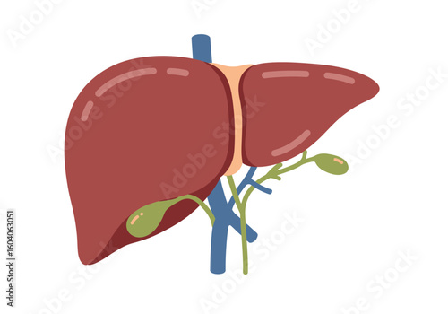 A diagram of a human liver with attached veins arteries and a gallbladder on a white background