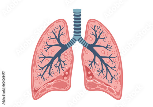 A stylized illustration of human lungs featuring alveoli bronchial tubes and a trachea