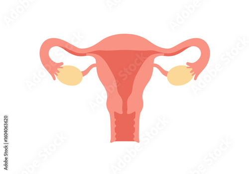 An illustration of the uterus including fallopian tubes and ovaries