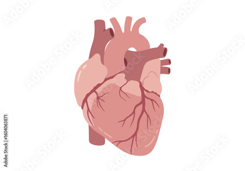 Anatomical illustration of a heart showing its chambers vessels and surface arteries