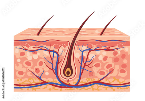 Anatomical illustration of skin layers with hair follicles and blood vessels