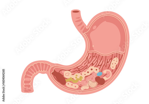 Anatomical stomach diagram organ is sectioned showing inner contents