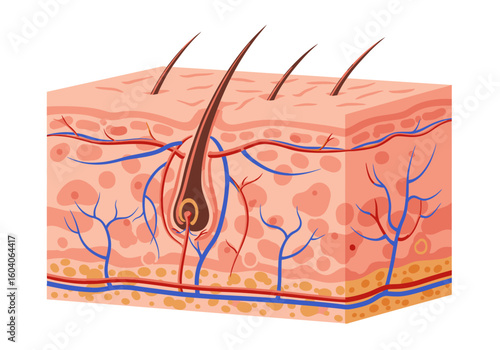 Cartoon skin section epidermis dermis hair follicles blood vessels in pink cube