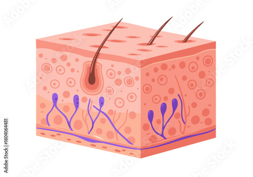 Cuboid skin section with hairs cell structures and purple nerve endings