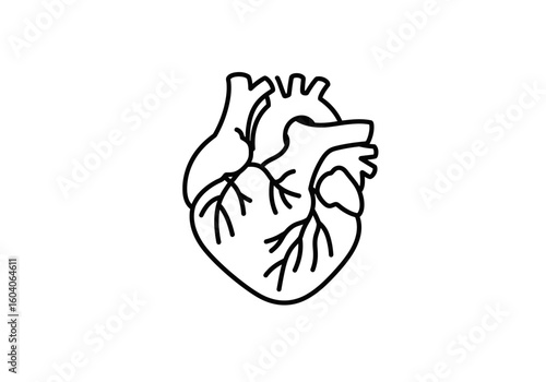 Detailed anatomical heart outline showcasing vessels and chambers