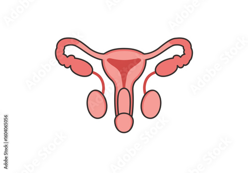 Illustration of a female reproductive system showcasing uterus fallopian tubes ovaries and vagina