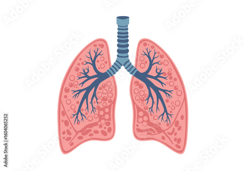 Illustration of pink lungs with a blue trachea and branching bronchioles on a white background