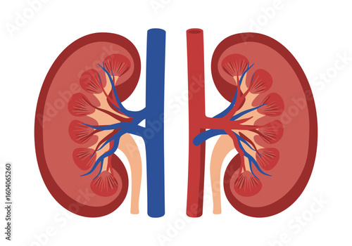 Illustration of two kidneys with arteries veins and inner structures visible
