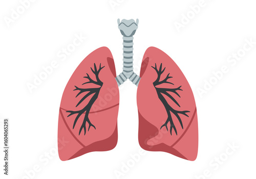 Illustration shows two lungs with treelike structures  a windpipe extending upwards