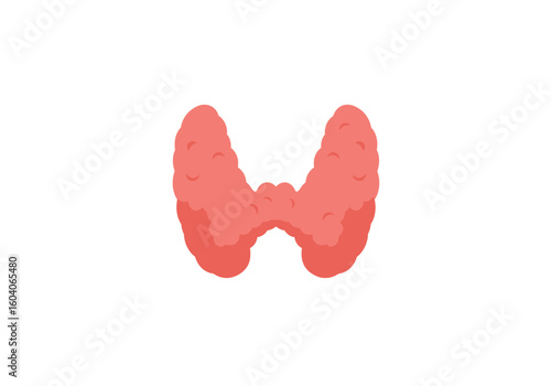 Red butterflyshaped thyroid gland illustration on a white background