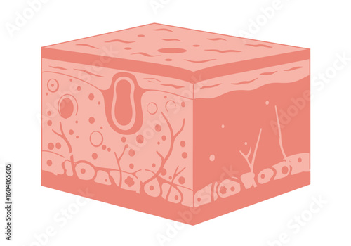 Skin cube with pores vessels and cells in a diagrammatic 3Drendered view