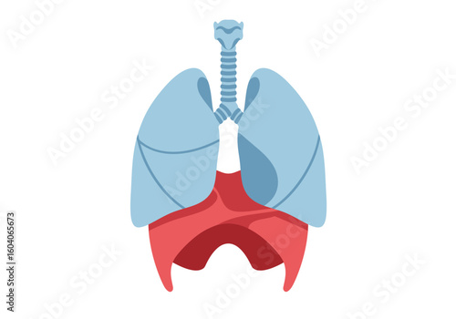 Stylized illustration shows lungs windpipe and diaphragm in blue and red