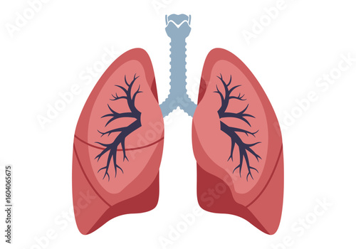 The image shows a simplified illustration of a pair of human lungs with the trachea