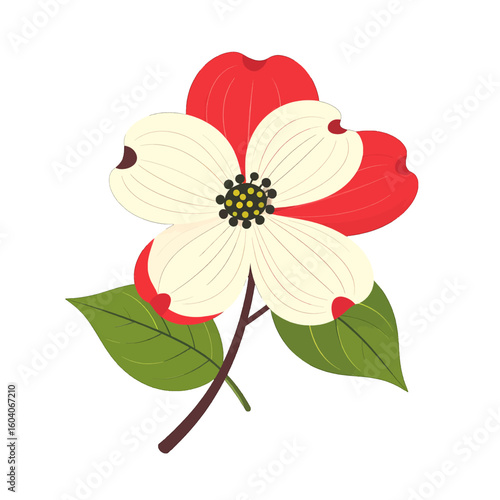 Stylized dogwood flower illustration with bicolored red and cream-white bracts and green leaves on a stem.