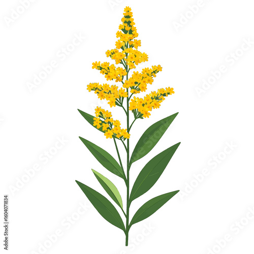 Detailed illustration of a blooming Goldenrod stalk with vibrant yellow flowers and green leaves.