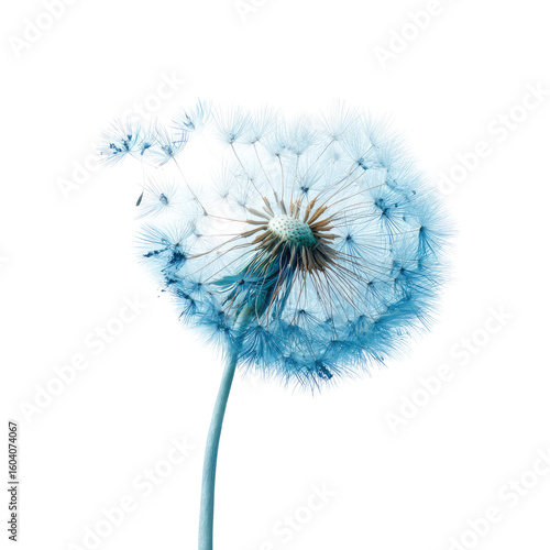 Light blue dandelion in flight