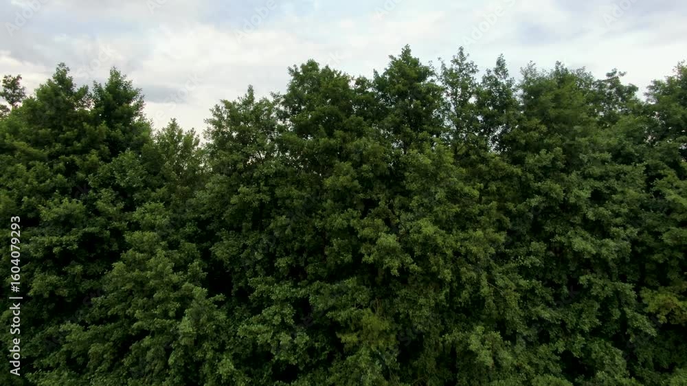 łąka las jezioro torfowisko natura polska z lotu ptaka dron łąka las jezioro torfowisko natura polska z lotu ptaka dron