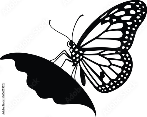Monarch butterfly on leaf silhouette insect wing