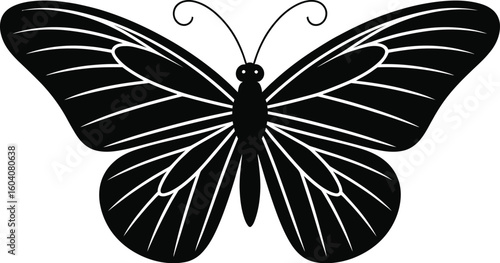 Black butterfly with white wing patterns insect wings