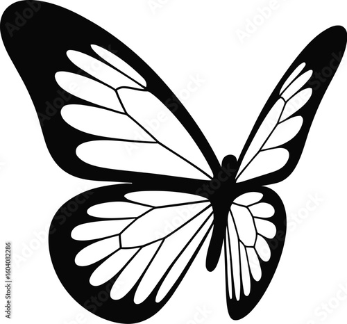 Black and white butterfly wing pattern insect wings