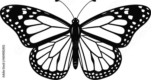 Black monarch butterfly black and white insect