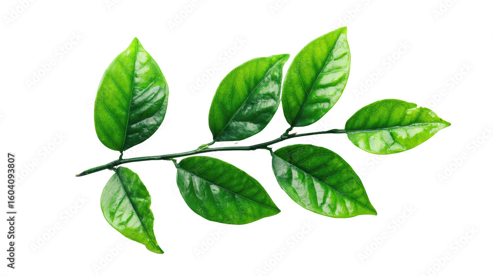 Fototapeta premium Green leaf branch, vibrant foliage on white isolated background.